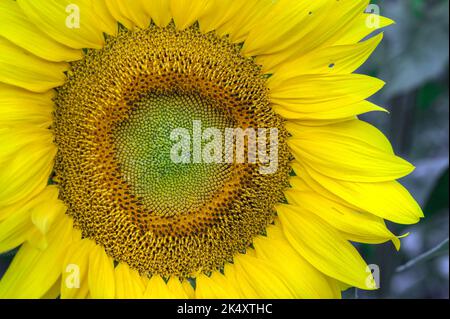 Nahaufnahme des Sonnenblumengesichtes - Sommer Stockfoto