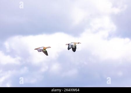 Zwei auffällige Enten im Winterflug Stockfoto