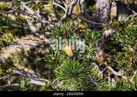 Nahaufnahme der Lodgepole-Kiefer (pinus contorta) mit einem Kiefernkegel zu einem frühen Zeitpunkt ihres Lebenszyklus. Aufgenommen im Grand Teton National Park. Stockfoto