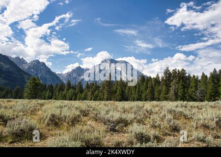 Landschaft von einer Wiese und immergrünen Wald mit dem Berg Moran in der Ferne. Aufgenommen von der Cathedral Group-Wahlbeteiligung im Grand Teton NP. Stockfoto