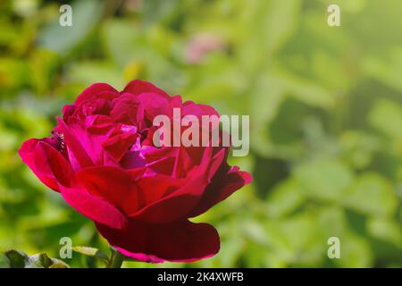 Eine Nahaufnahme einer roten Rose mit viel Grün im Hintergrund Stockfoto