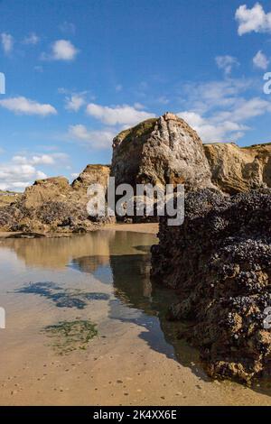 Ebbe am Perranporth Strand in Cornwall, mit Muscheln auf den Felsformationen Stockfoto