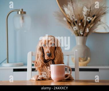 Cockerspaniel 'Otis' setzte sich mit einer Tasse Kaffee Stockfoto