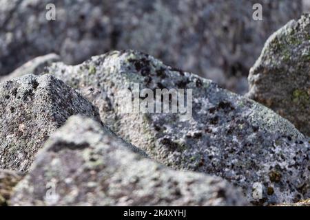 Ein schöner Blick auf American Pika (Ochotona princeps) unter Steinen in seinem Lebensraum Stockfoto