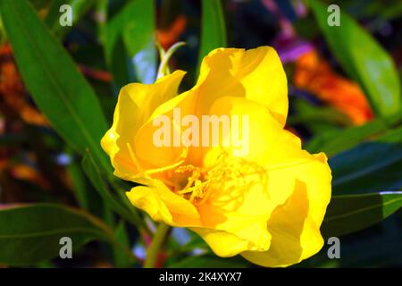 Eine Nahaufnahme einer gelben Missouri-Nachtkerze (Oenothera macrocarpa) unter dem Sonnenlicht Stockfoto