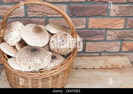 Macrolepiota procera in Korbkorb auf Holztisch mit Backstein Wand Hintergrund. Allgemein Name Sonnenpilz. Herbstsaison der Pilzernte. Stockfoto