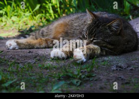 Eine Katze liegt auf dem Boden im Schatten und schläft Stockfoto