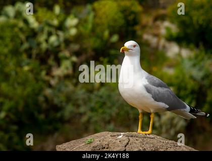 Seagull fotografiert Nahaufnahme auf einem Felsen sitzend Stockfoto