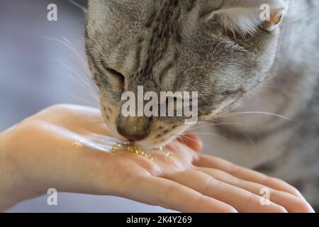 Katze essen Kaviar aus der Hand. Stockfoto