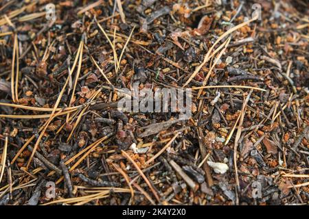 Ein Ameisenhaufen mit einer Ameisenkolonie in Nahaufnahme. Ein Ameisenhaufen in einem Nadelwald. Stockfoto