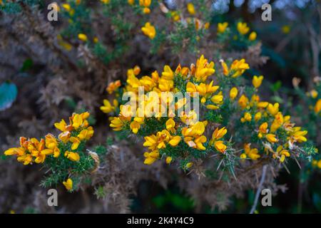 Eine Nahaufnahme eines Buschs von Gorse-Blumen Stockfoto