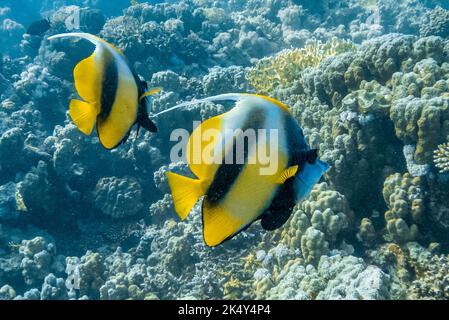 Tauchen Sie am 30. September 2022 in Hurghada, am Roten Meer, Ägypten, am Great Barrier Reef in Gota Abu Ramada. Gota Abu Ramada ist ein mittelgroßes, ovales Riff, umgeben von einem flachen, flachen, sandigen Meeresboden, das etwa 1 Stunden mit dem Boot südlich von Hurghada liegt. Es ist einer der beliebtesten Tauchplätze in der Gegend. Hurghada, und es wird auch das Aquarium genannt, wegen der Vielfalt und der großen Anzahl von Fischarten. Die maximale Tiefe an diesem Tauchplatz beträgt etwa 15 Meter. Hier in Gota Abu Ramada können Sie wunderbare Momente sehen und erleben. Dies ist wahrscheinlich der am weitesten entfernte Punkt Ihres Tauchgangs, wenn Sie Ihren di starten Stockfoto