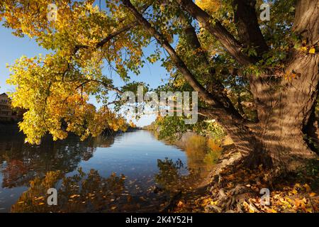 Pappeln am Ufer der Saale in Halle im Herbst, Deutschland Laubfärbung der Pappeln an der Saale in Halle im Herbst, BR Deutschland Stockfoto