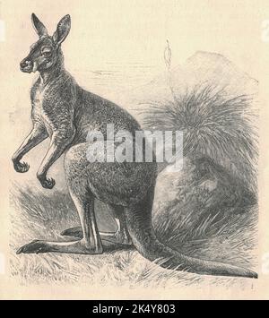 Antike gravierte Illustration des Kängurus. Vintage-Illustration des Kängurus. Altes eingraviertes Bild des Tieres. Das Känguru ist ein Beuteltier aus der Familie Macropodidae (Makropoden, was „großer Fuß“ bedeutet). Im allgemeinen wird der Begriff verwendet, um die größte Art aus dieser Familie, das rote Känguru, sowie das Antilopine-Känguru, das östliche graue Känguru und das westliche graue Känguru zu beschreiben. Kängurus sind in Australien und Neuguinea beheimatet. Die australische Regierung schätzt, dass 42,8 Millionen Kängurus im Jahr 2019 in den kommerziellen Erntegebieten Australiens lebten, von 53,2 Mill Stockfoto