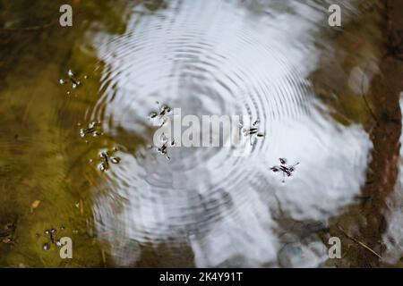 Wasserstrider, die Wellen auf dem Wasser machen Stockfoto
