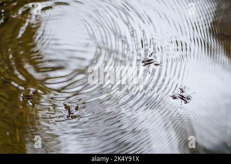 Wasserstrider, die Wellen auf dem Wasser machen Stockfoto