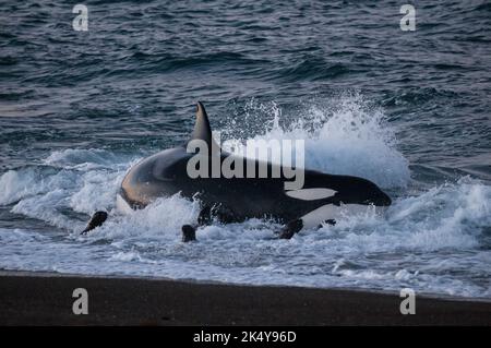 Südlicher rechter Wal.Peninsula Valdes Stockfoto