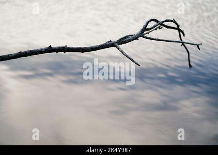 Baumzweig schwimmt auf einem Teich Stockfoto