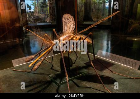 American Museum of Natural History in Manhattan NYC Stockfoto