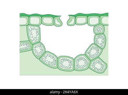 Wissenschaftliche Gestaltung des Stomata-Querschnitts. Bunte Symbole. Vektorgrafik. Stock Vektor