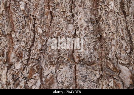 Eine graue Textur der Rinde des Baumes Stockfoto
