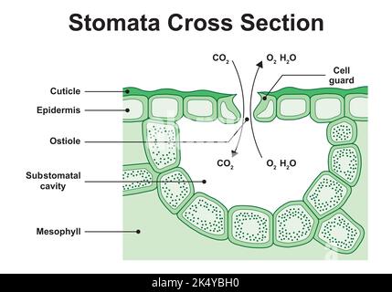 Wissenschaftliche Gestaltung des Stomata-Querschnitts. Bunte Symbole. Vektorgrafik. Stock Vektor