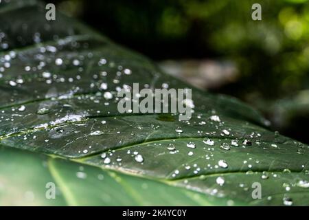 Wassertropfen auf Colomo-Blatt sehr großes Blatt, mexiko Stockfoto