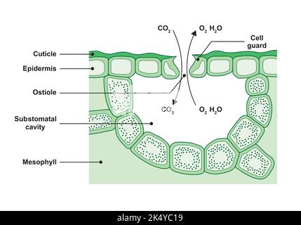 Wissenschaftliche Gestaltung des Stomata-Querschnitts. Bunte Symbole. Vektorgrafik. Stock Vektor