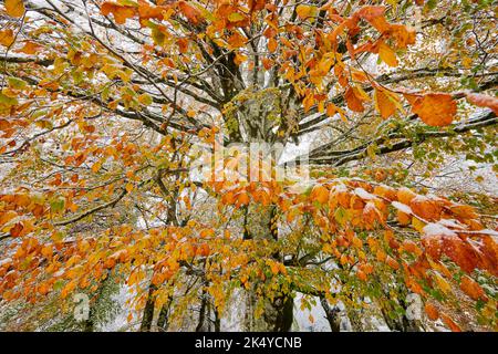 Ein majestätischer Baum von unten mit seinen orangefarbenen und gelben Blättern, die mit Schnee bedeckt sind Stockfoto