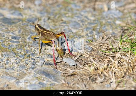 Weibliche Rotbeinige Grasshopper (Melanoplus femurrubrum), die Eier mit dem Blick weg auf den Boden legen. Stockfoto
