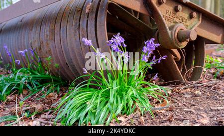 Hinton Ampner, Großbritannien - pril 20, 2022: Bluebells in einem Hampshire-Wald in der Nähe von Hinton Ampner, South Downs National Park Stockfoto