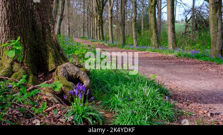 Hinton Ampner, Großbritannien - pril 20, 2022: Bluebells in einem Hampshire-Wald in der Nähe von Hinton Ampner, South Downs National Park Stockfoto