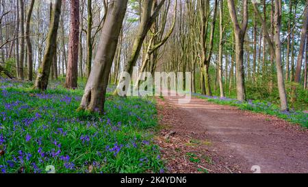 Hinton Ampner, Großbritannien - pril 20, 2022: Bluebells in einem Hampshire-Wald in der Nähe von Hinton Ampner, South Downs National Park Stockfoto