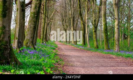 Hinton Ampner, Großbritannien - pril 20, 2022: Bluebells in einem Hampshire-Wald in der Nähe von Hinton Ampner, South Downs National Park Stockfoto