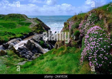 Hartland, Großbritannien - 11. Mai 20222: Welcombe Mouth Wasserfall auf der Halbinsel Hartland, North Devon Stockfoto