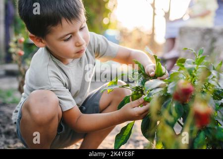 Positiver kaukasischer Junge, der im Gewächshaus Paprika pflückt. Gemüse zum Verkauf für Messe oder Markt. Lokale Unternehmen. Stockfoto