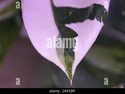 Schönes weißes und grünes Blatt des weißen Zauberer Philodendron, eine seltene und beliebte Zimmerpflanze Stockfoto