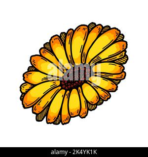 Hand gezeichnete Ringelblume blühende Pflanze isoliert auf weißem Hintergrund. Vektorgrafik im farbigen Skizzenstil. Botanisches Designelement Stock Vektor