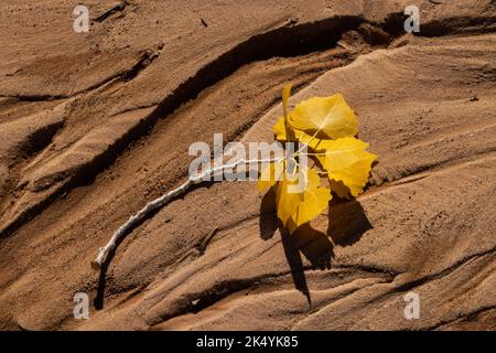 Cottonwood-Blätter auf erodiertem Sand in einem Flussbett im Herbst, Arches-Nationalpark, Utah Stockfoto