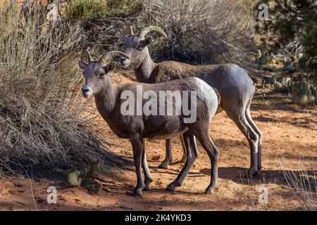 Dickhornschafe, Zion-Nationalpark, Utah Stockfoto