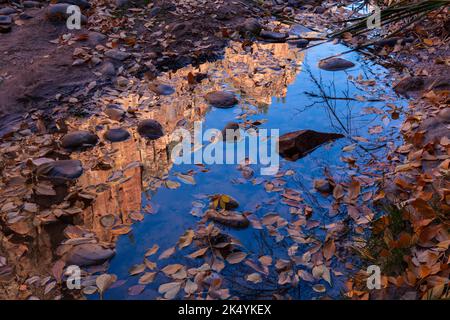 Klippen, die sich im Herbst in einem Pool spiegeln, Zion-Nationalpark, Utah Stockfoto