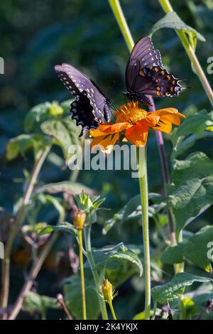 Symbiotische Beziehung von zwei Gewürzbusschwalbenschwänzen (Papilio troilus) auf mexikanischer Sonnenblume (Tithonia rotundifolia), Delaware Botanic Gardens Stockfoto