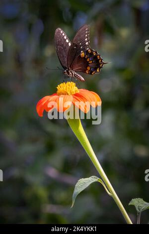 Symbiotische Beziehung des Spicebush-Schwalbenschwanzfalter (Papilio troilus) zu mexikanischer Sonnenblume (Tithonia rotundifolia), Delaware Botanic Gardens, de Stockfoto