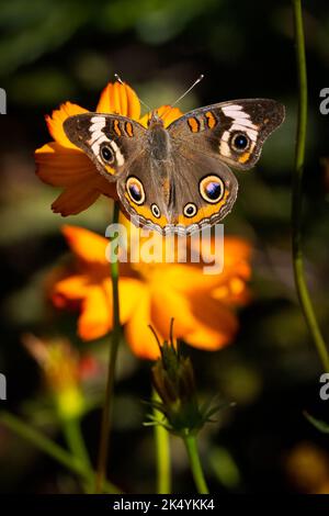 Symbiotische Beziehungen zwischen gemeinem Buckeye-Schmetterling (Junonia coenia) und Orangenblume, Delaware Botanic Gardens, Delaware Stockfoto