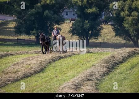 Amish harken Heu mit Pferdemaschinen, Lancaster County, Pennsylvania Stockfoto