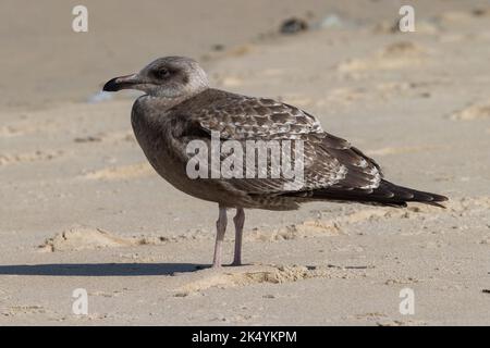 Unreife kleine Schwarzmöwe (Larus fuscus) am Strand, Cape Henlopen State Park, Delaware Stockfoto