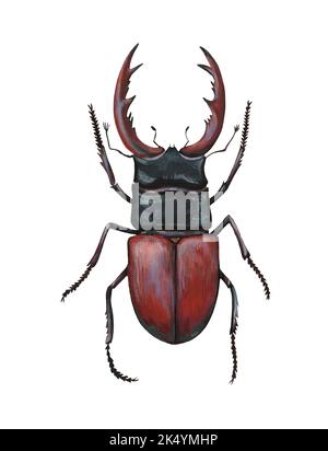 Hirschkäfer, lucanus cervus, isoliert auf weißem Hintergrund. Handbemalte Detaildarstellung. Stockfoto