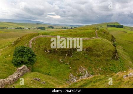 Northumberland, England, Großbritannien. Sycamore Gap auf dem Hadrian's Wall (Pennine Way) Fußweg mit Blick nach Osten in Richtung Peel Crags, zeigt Sycamore 2016. Stockfoto