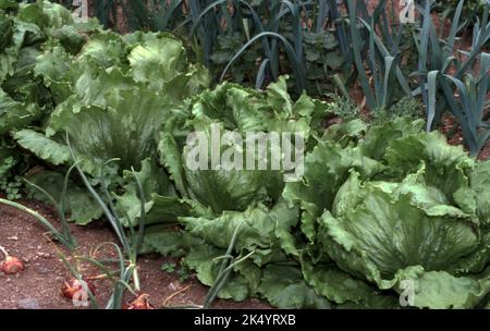 EINE REIHE GESUNDER SALATE, DIE BEREIT SIND, IM GEMISCHTEN GEMÜSEGARTEN GEERNTET ZU WERDEN. Stockfoto