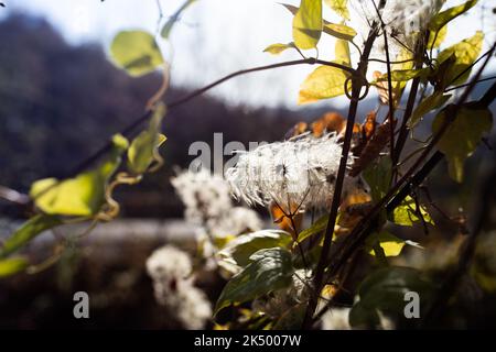 Herbstlandschaft, Busch mit flauschigen Blüten in der untergehenden Sonne. Wilde Clematis. Vorderansicht. Stockfoto